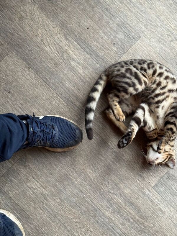 Bengal kittens for sale in Chesterfield, Derbyshire – 5 months old - Image 5 of 6