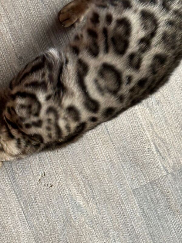Bengal kittens for sale in Chesterfield, Derbyshire – 5 months old - Image 6 of 6