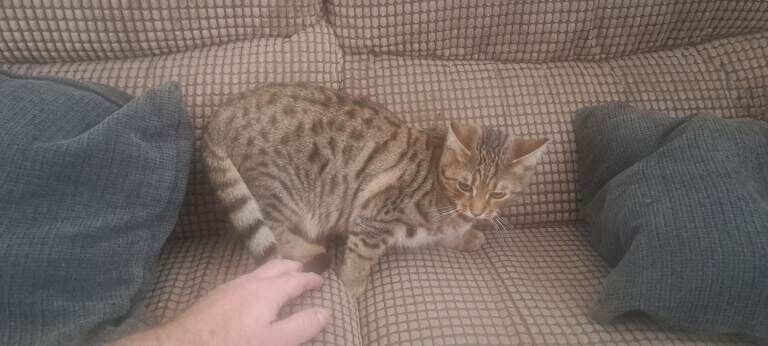 Bengal kittens for sale in Telford, Shropshire – 6 months old
