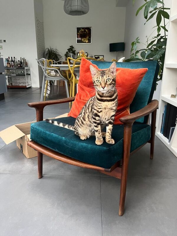 Bengal 7 month old cat for sale