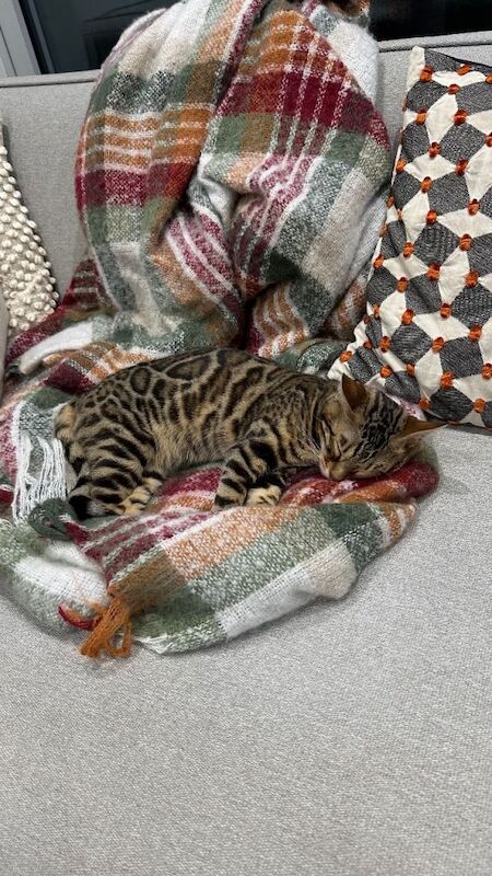 Bengal 7 month old cat for sale - Image 2 of 5