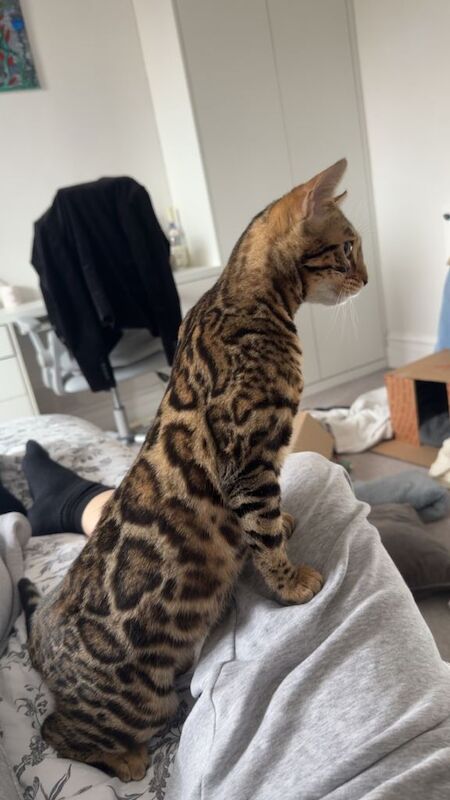 Bengal 7 month old cat for sale - Image 3 of 5