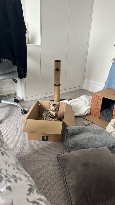 Bengal 7 month old cat for sale - Image 4 of 5