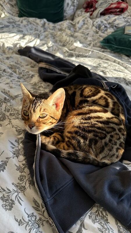 Bengal 7 month old cat for sale - Image 5 of 5