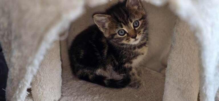 bengal and persian kittens