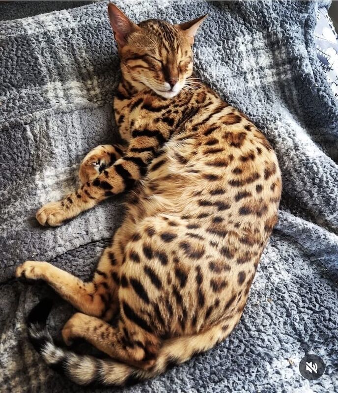 Bengal kittens for sale in Ipswich, Suffolk – 10 months old - Image 2 of 3