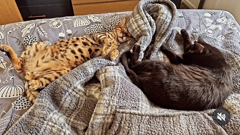 Bengal kittens for sale in Ipswich, Suffolk – 10 months old - Image 3 of 3