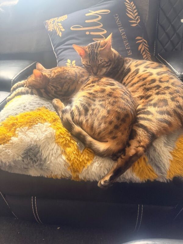 Bengal Kittens For Sale