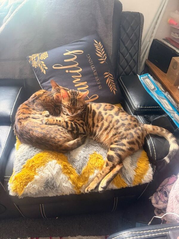 Bengal Boy & Girl both brother& sister - Image 2 of 4