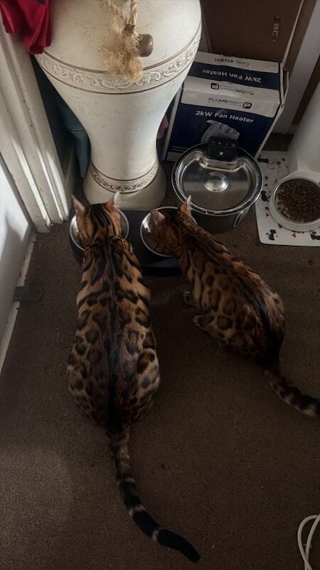 Bengal Boy & Girl both brother& sister - Image 3 of 4