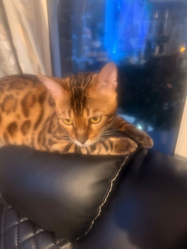 Bengal Boy & Girl both brother& sister - Image 4 of 4