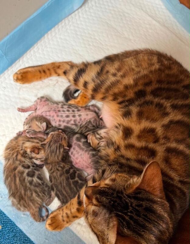 Bengal boy kittens