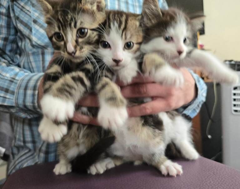 Bengal Kittens For Sale