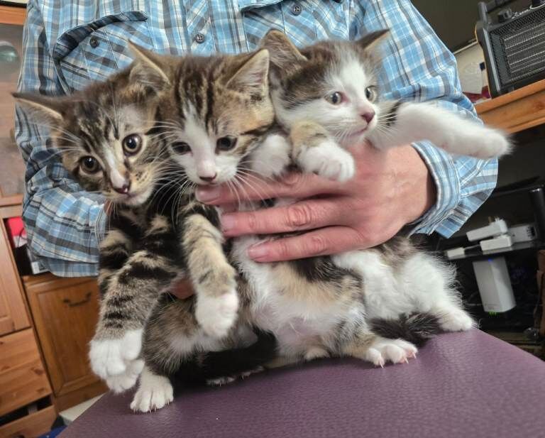 Bengal Breed and Himalayan Breed Kitten for Sale - Image 2 of 5