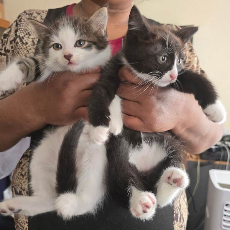 Bengal Breed and Himalayan Breed Kitten for Sale - Image 3 of 5
