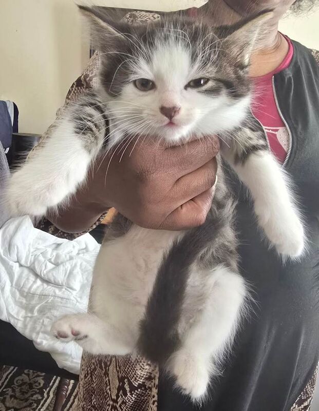 Bengal Breed and Himalayan Breed Kitten for Sale - Image 4 of 5