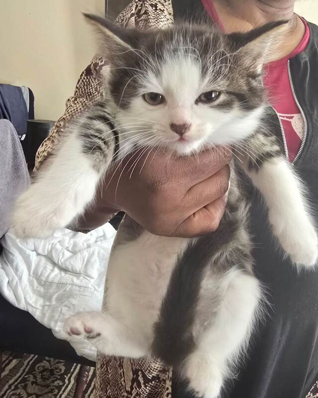 Bengal Breed and Himalayan Breed Kitten for Sale - Image 5 of 5