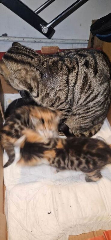 Bengal kittens for sale in Bradford, West Yorkshire – 6 weeks old