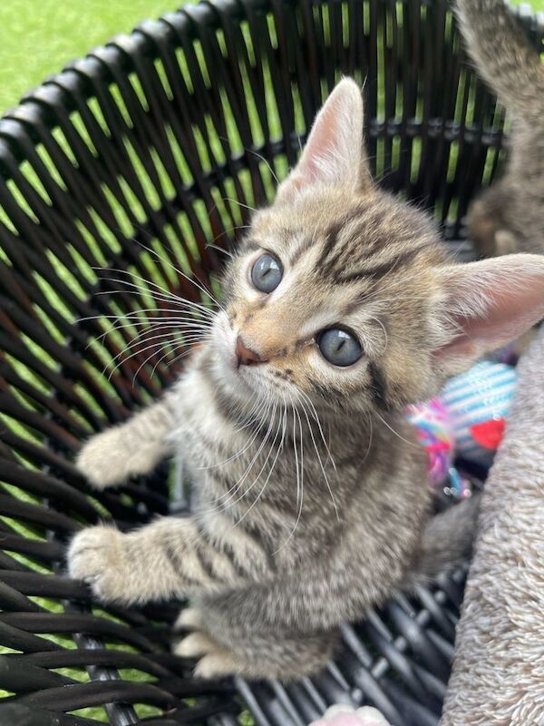 Bengal/ British Shorthair kittens