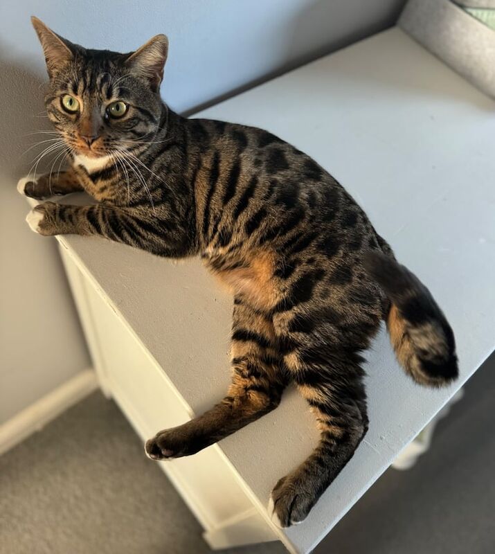 Bengal cat - Image 2 of 3