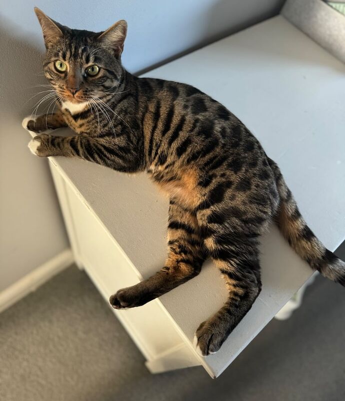 Bengal cat - Image 3 of 3