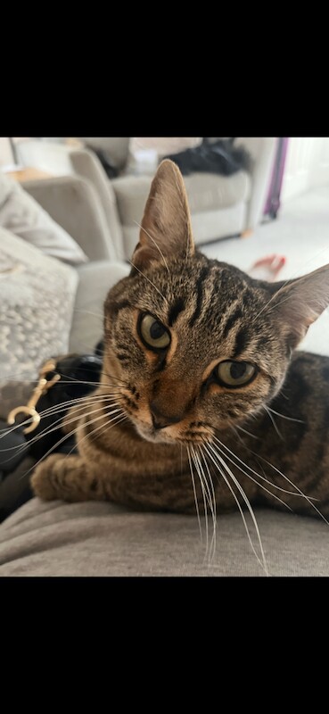 Bengal kittens for sale in Stourbridge, West Midlands – 4 years old