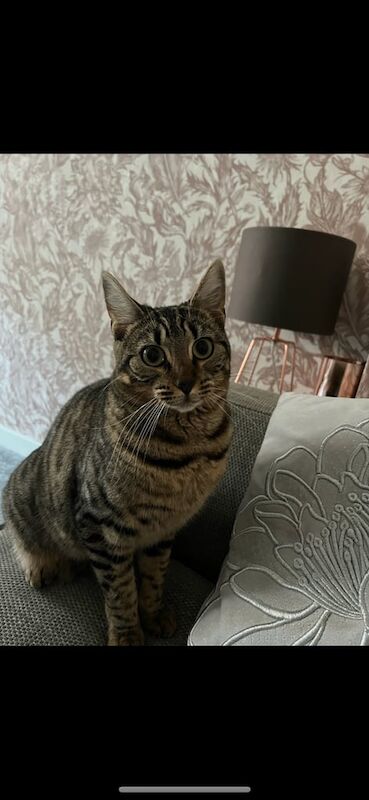 Bengal kittens for sale in Stourbridge, West Midlands – 4 years old - Image 2 of 3