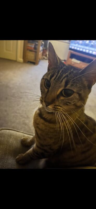 Bengal kittens for sale in Stourbridge, West Midlands – 4 years old - Image 3 of 3