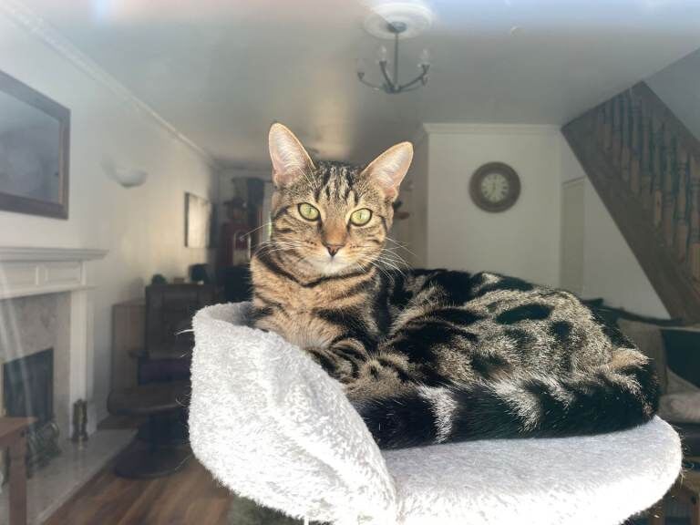 Bengal cat - Image 2 of 3