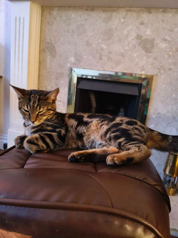 Bengal cat - Image 3 of 3