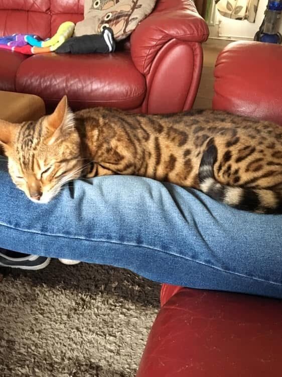 Bengal Kittens For Sale