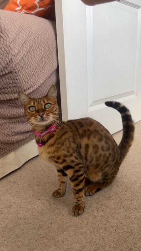 Bengal Cat