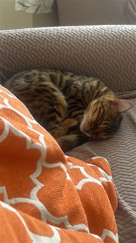 Bengal Cat - Image 2 of 4