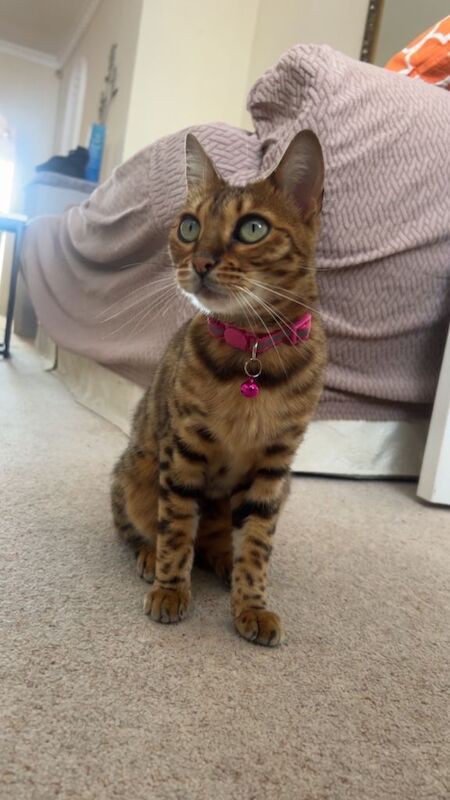 Bengal Cat - Image 3 of 4