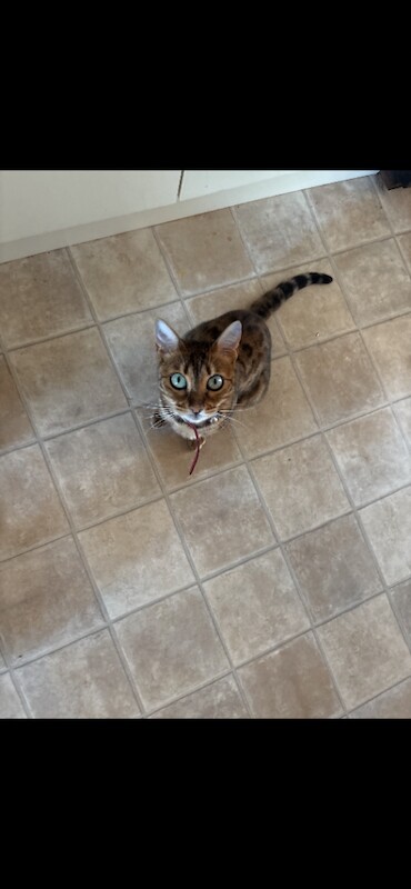 Bengal Cat - Image 4 of 4