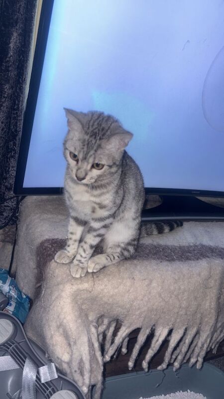 Bengal kittens for sale in Stockport, Greater Manchester – 4 months old