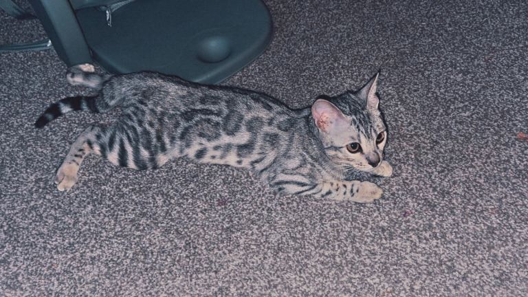 Bengal kittens for sale in Stockport, Greater Manchester – 4 months old - Image 2 of 4