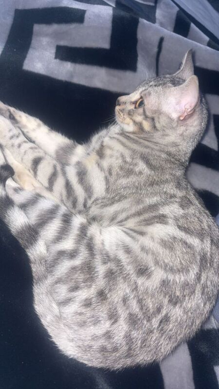 Bengal kittens for sale in Stockport, Greater Manchester – 4 months old - Image 3 of 4