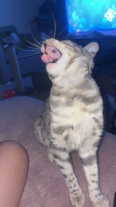 Bengal kittens for sale in Stockport, Greater Manchester – 4 months old - Image 4 of 4