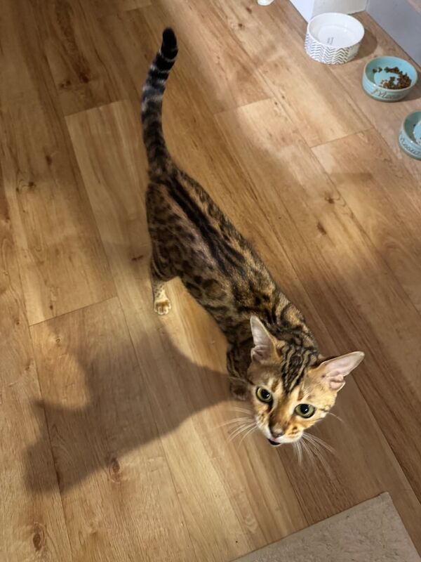 Bengal kittens for sale in London – 1 year old