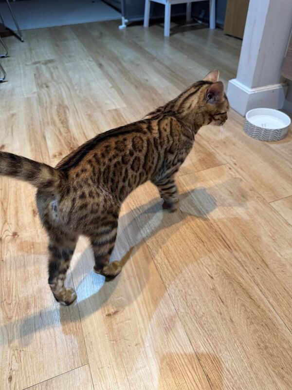 Bengal kittens for sale in London – 1 year old - Image 2 of 3
