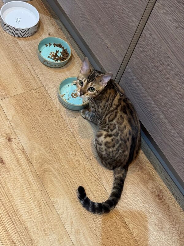 Bengal kittens for sale in Romford, Greater London – 1 year old