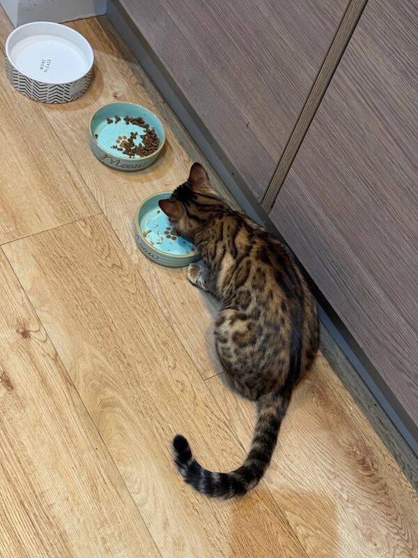 Bengal kittens for sale in Romford, Greater London – 1 year old - Image 2 of 3