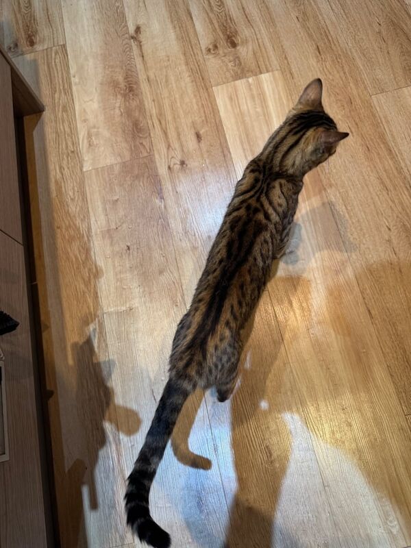 Bengal kittens for sale in Romford, Greater London – 1 year old - Image 3 of 3