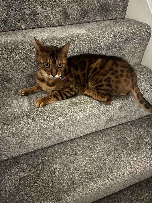 Bengal kittens for sale in Walthamstow, Greater London – 1 year old - Image 2 of 3