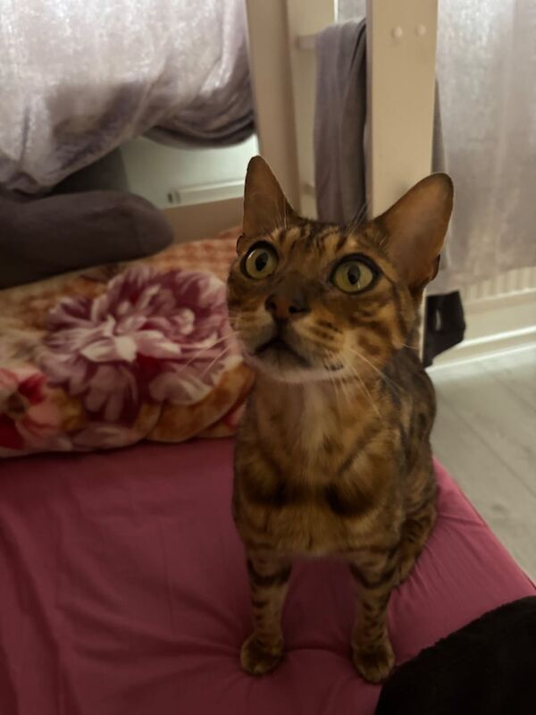 Bengal kittens for sale in Walthamstow, Greater London – 1 year old - Image 3 of 3