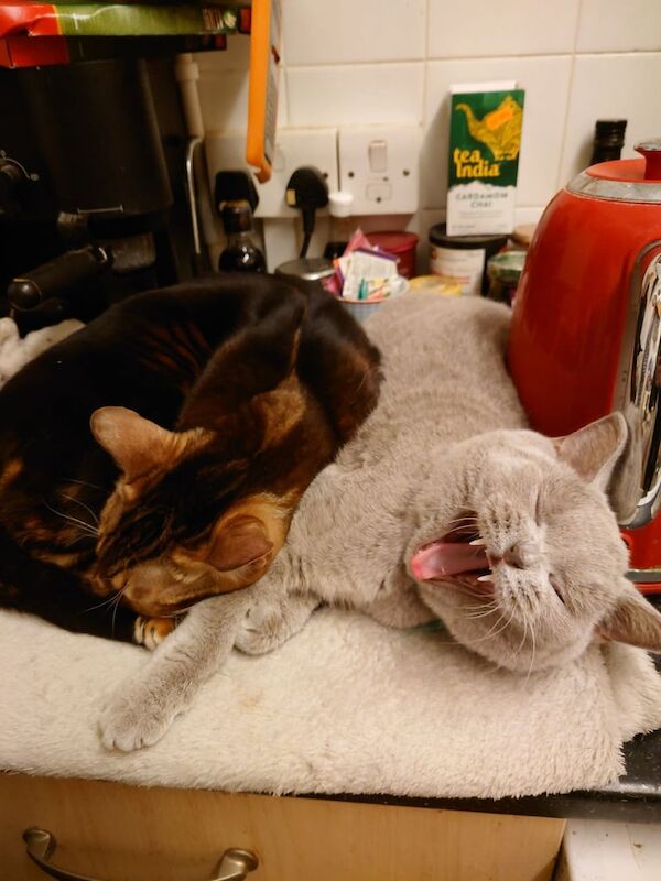 Bengal kittens for sale in Islington, Greater London – 2 years old