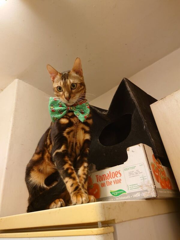 Bengal kittens for sale in Islington, Greater London – 2 years old - Image 2 of 3