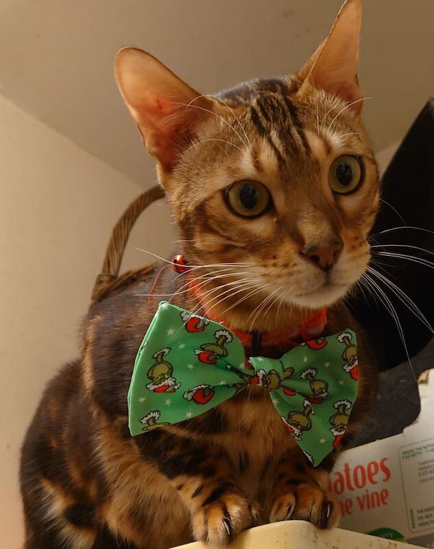 Bengal kittens for sale in Islington, Greater London – 2 years old - Image 3 of 3
