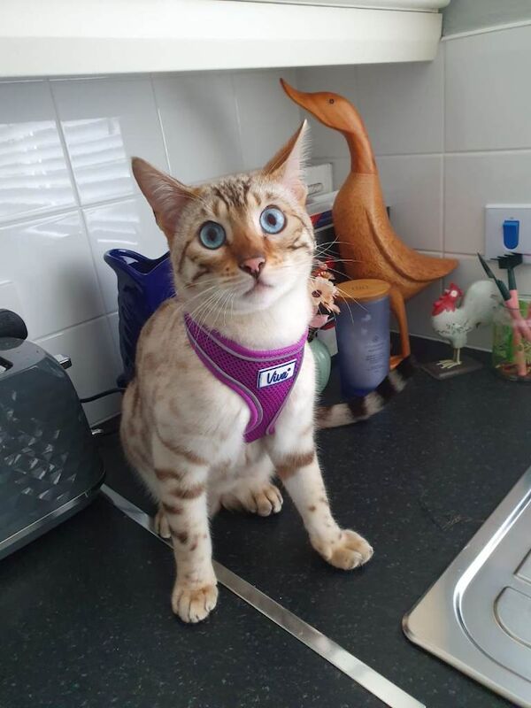 Bengal kittens for sale in Portadown, County Armagh – 10 months old